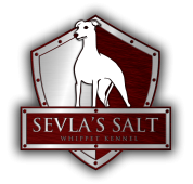 Sevlas Salt | Canil de Whippet, filhotes de whippet brasil